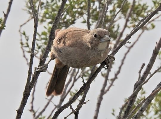 White Throated Cacholote