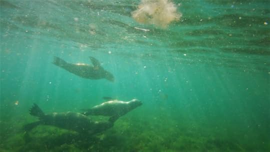 Sealions off the coast of Patagonia, Argentina