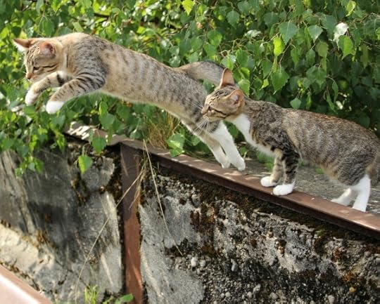 leap-year-kitties