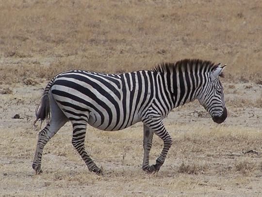 When a Zebra Becomes Your Mascott www.monahodgson.com