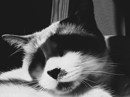 sleeping-cat-shadow-photography.jpg