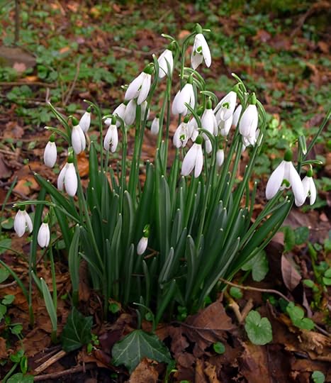 Devon Snowdrops
