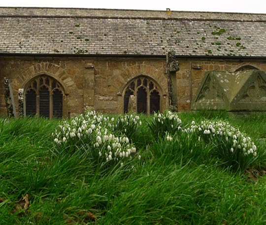Snowdrops in the churchyard