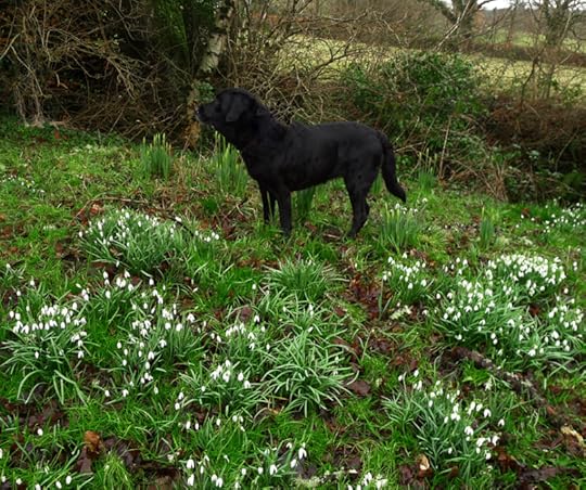 Hound in snowdrops