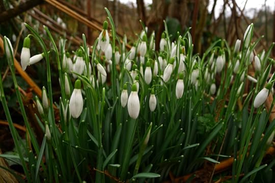 The white bells of snowdrops