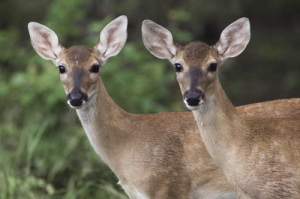 White-tail deer, Texas