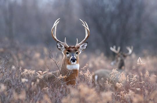 Roe Buck
