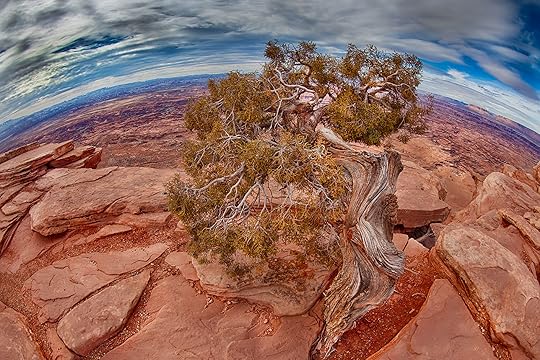 Tree with a View © Harold Davis