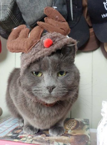 cat dressed as a reindeer