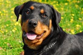 rottie.jpg