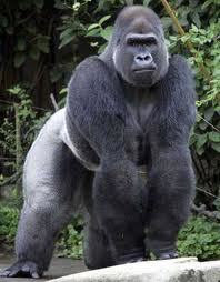 gorilla