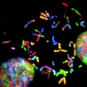 Colored chromosomes, used to illustrate the idea that the books of the bible are analogous to chromosomes in the genome of western christendom.