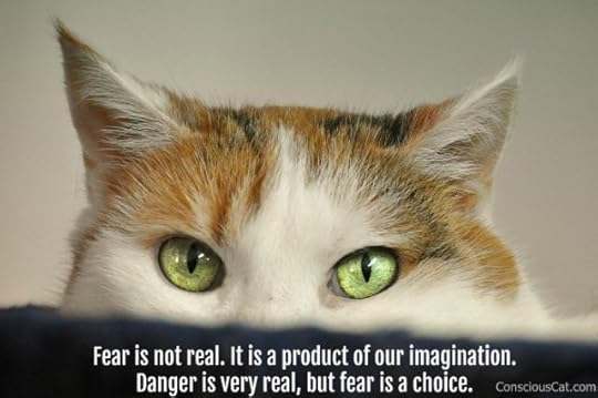 fear-cat