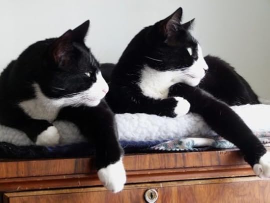 cat-white-paws