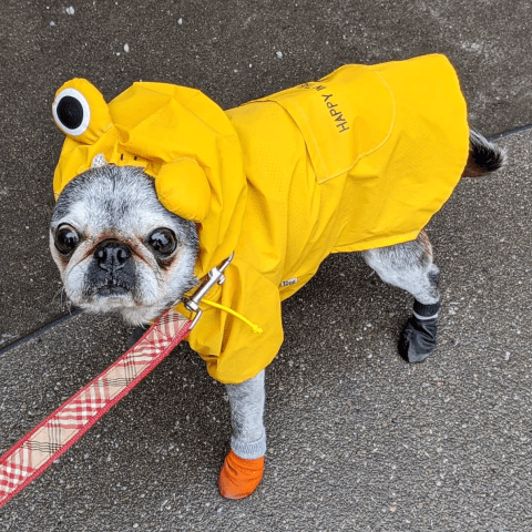 Screen-shot-2020-03-08-at-1.31.30-pm