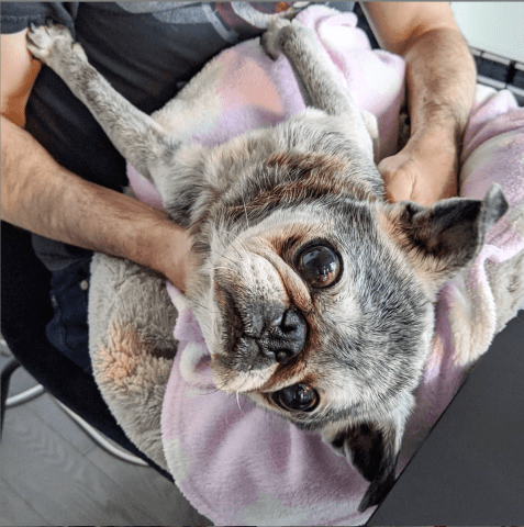 Screen-shot-2020-03-08-at-1.31.40-pm