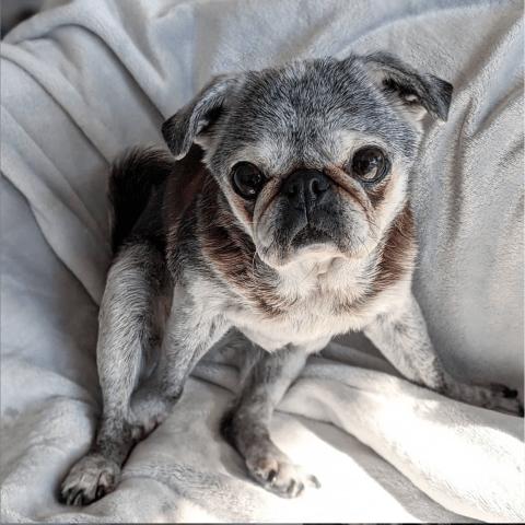 Screen-shot-2020-03-08-at-1.41.09-pm