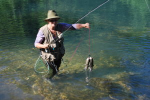 woman flyfishing with two trout