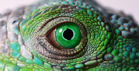 close-up of a green reptile eye next to green reptilian skin