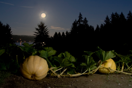Dark Pumpkins and Fall