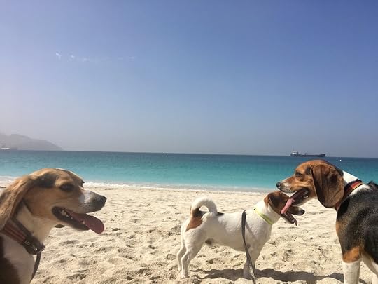 dog friendly beaches
