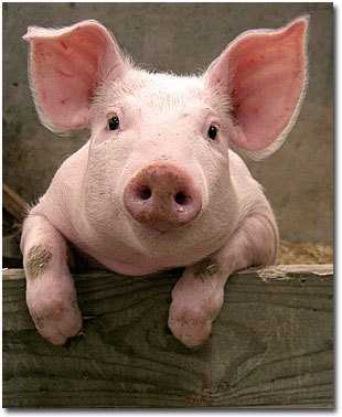 Image result for pig on leash