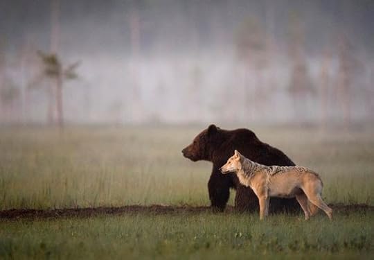 bear and a wolf - Google Search