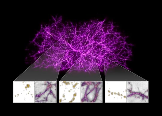 Los astrónomos se han vuelto creativos al tratar de rastrear la elusiva red cósmica, la columna vertebral a gran escala del cosmos. Los investigadores recurrieron al moho del limo, un organismo unicelular que se encuentra en la Tierra, para ayudarlos a construir un mapa de los filamentos en el universo local (a menos de 500 millones de años luz de la Tierra) y encontrar el gas dentro de ellos. Image Credit: NASA, ESA, y J. Burchett and O. Elek (UC Santa Cruz)