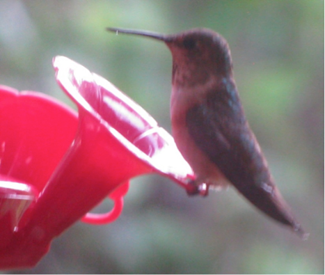 Image may contain: bird