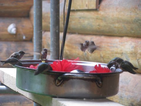 Image may contain: bird