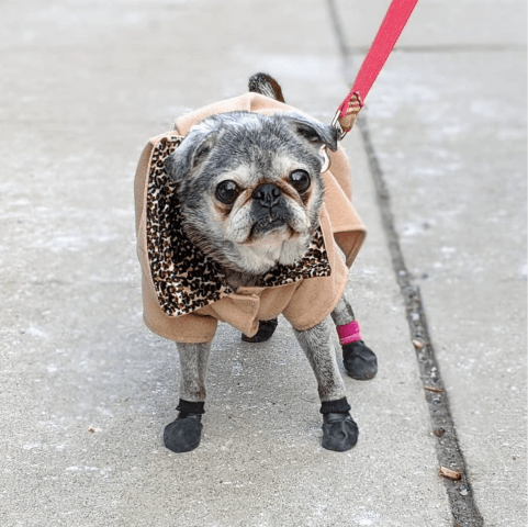 Screen-shot-2020-03-15-at-3.54.03-pm