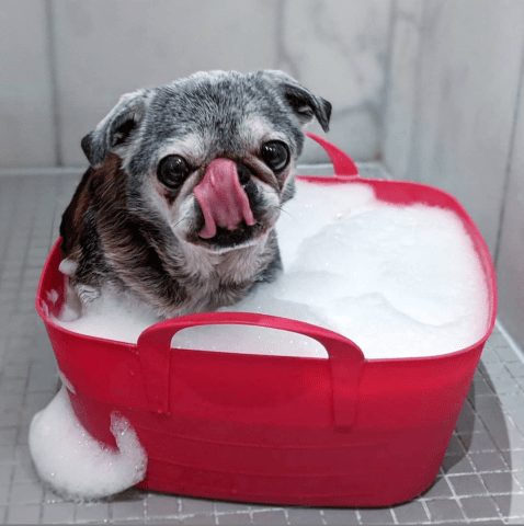 Screen-shot-2020-03-15-at-3.54.12-pm