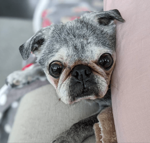 Screen-shot-2020-03-15-at-3.54.21-pm