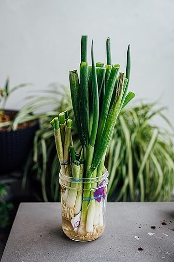 scallions regrowing at home | Nik Sharma