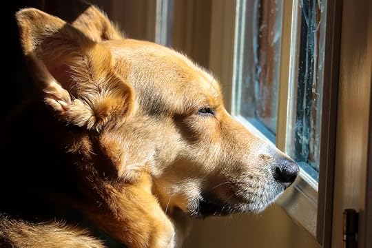 Snoobug Sitting Up And Sunbeam Snoozing