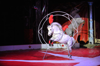 Pony