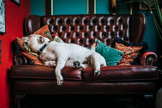 lazy dog lounging on a couch