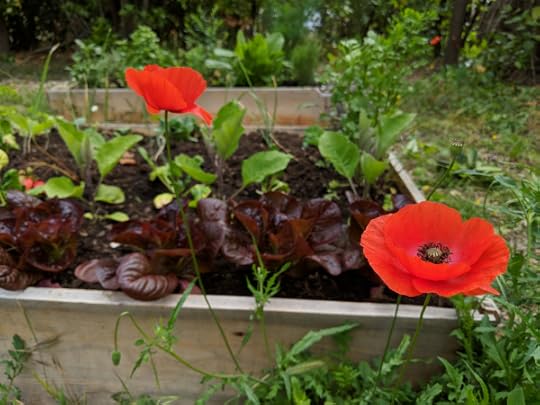 Lettuce poppies permaculture victory garden