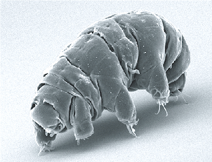Figure 4. Tardigrade that measures 0.5 mm / 0.02 inches and is one of the hardiest animals known. ( https://en.wikipedia.org/wiki/Tardigrade ).