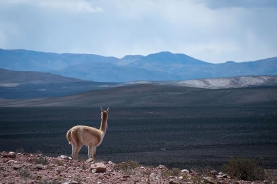Vicuña pe drumul din San Antonio de los Cobres catre Salta, Argentina