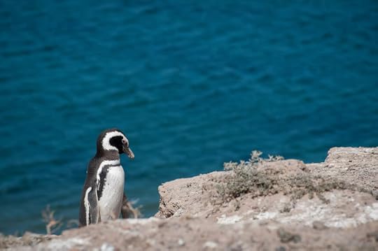 Pinguin in Peninsula Valdés, Argentina