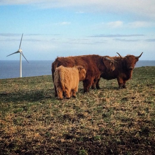 Highland cows social distancing too