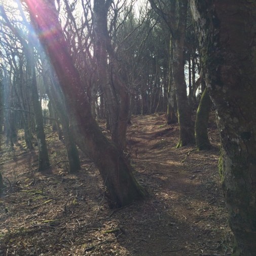 sunlight in the woods