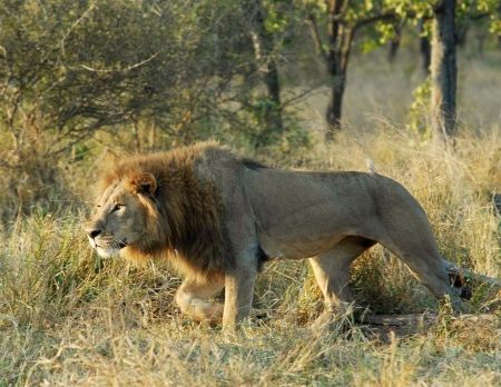 Image result for picture of lion stalking prey