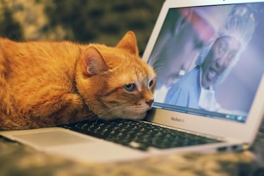 cat-computer-stay-home