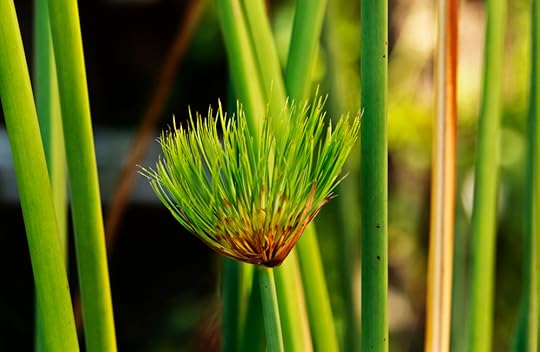 papyrus reeds