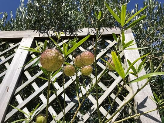 Seed pods of Swanplant