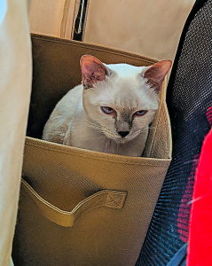 3 tips from Carol's cats. Boxes make great places for sulking.