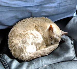 Tip: cat naps are an excellent coping mechanism.