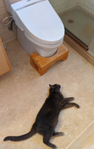 Lazy kitty lying on the floor will bop you when he gets around to it.